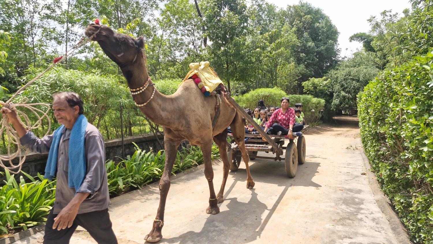 Students enjoying camel cart ride at resort