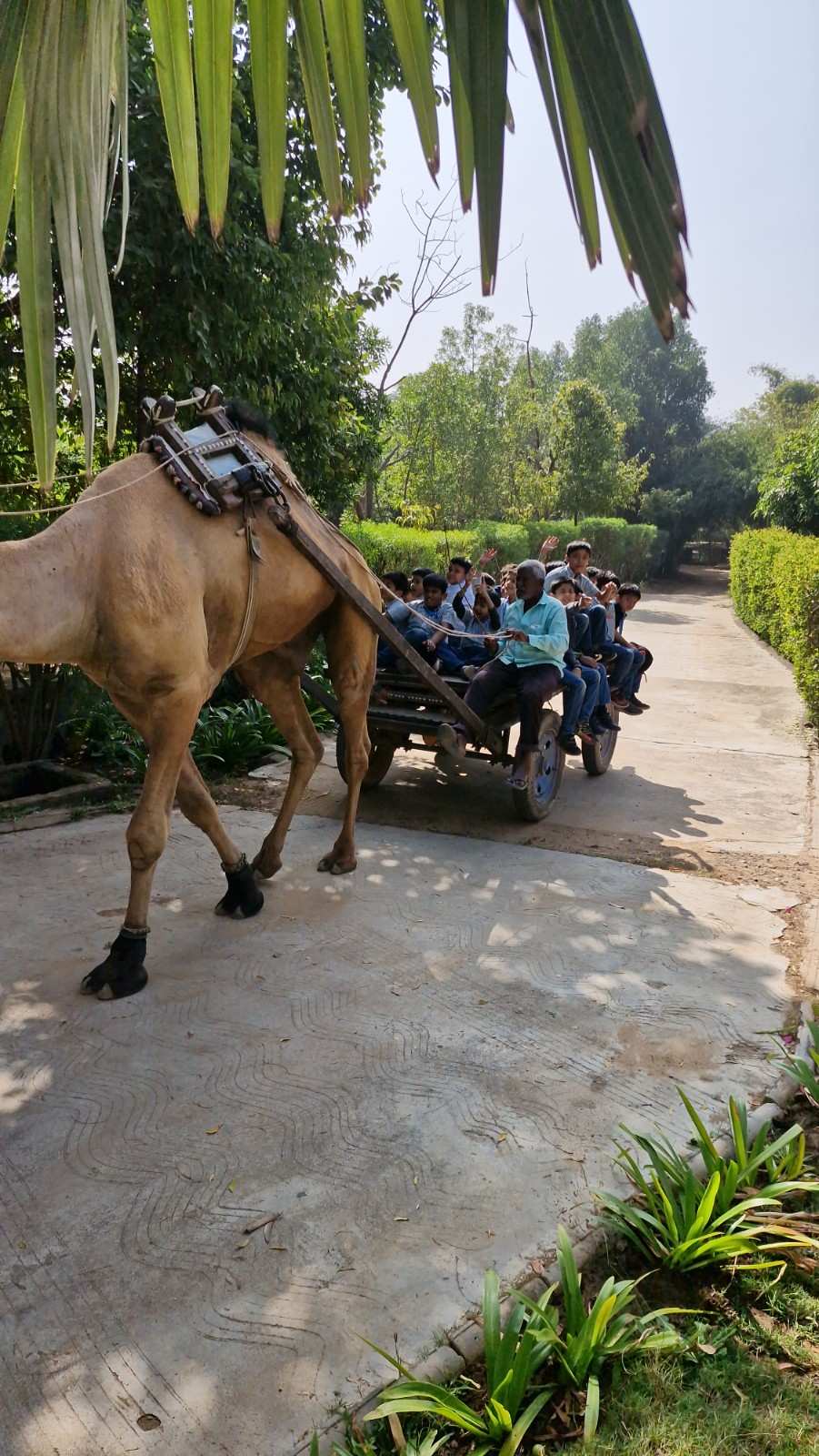 Camel cart ride moving through the park