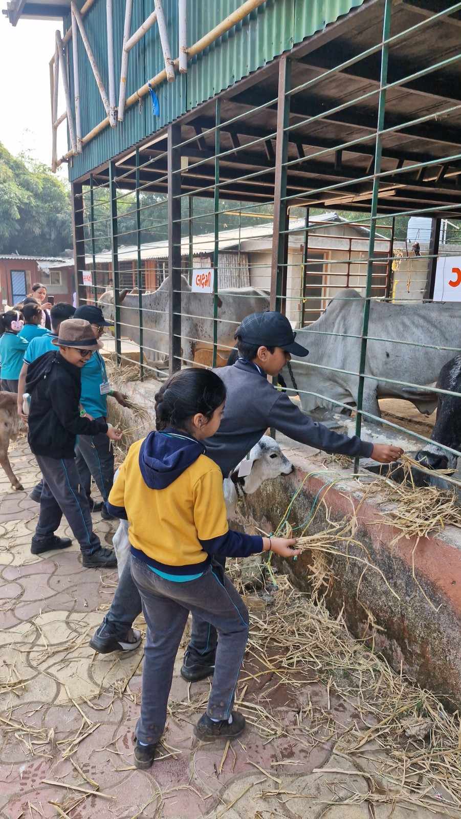 Children learning animal husbandry by feeding cows at an educational farm