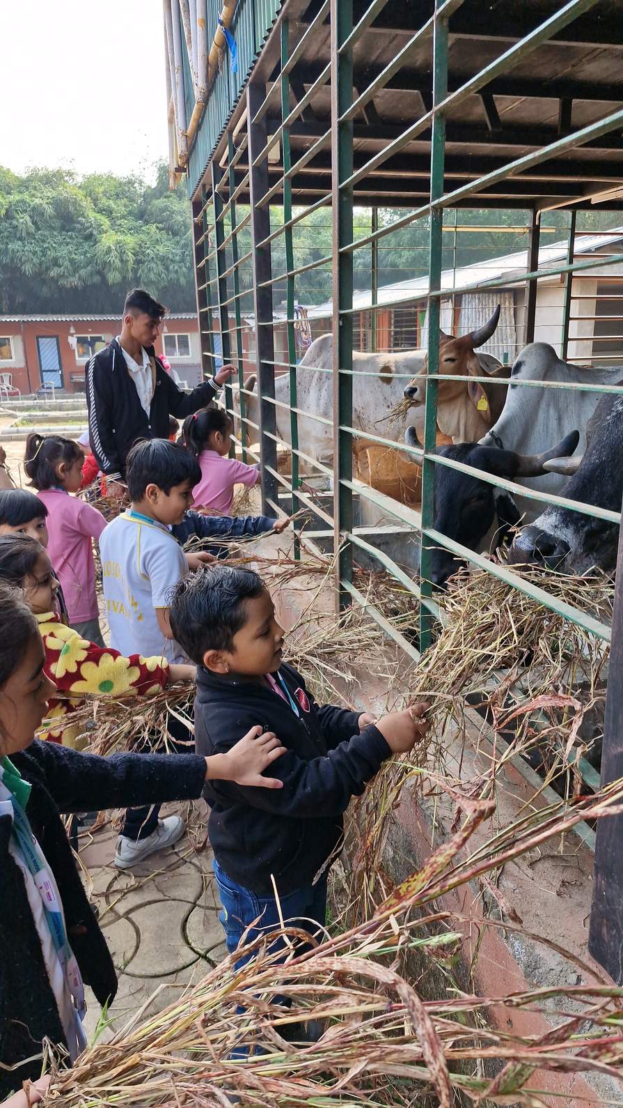 Children feeding hay to cows at farm