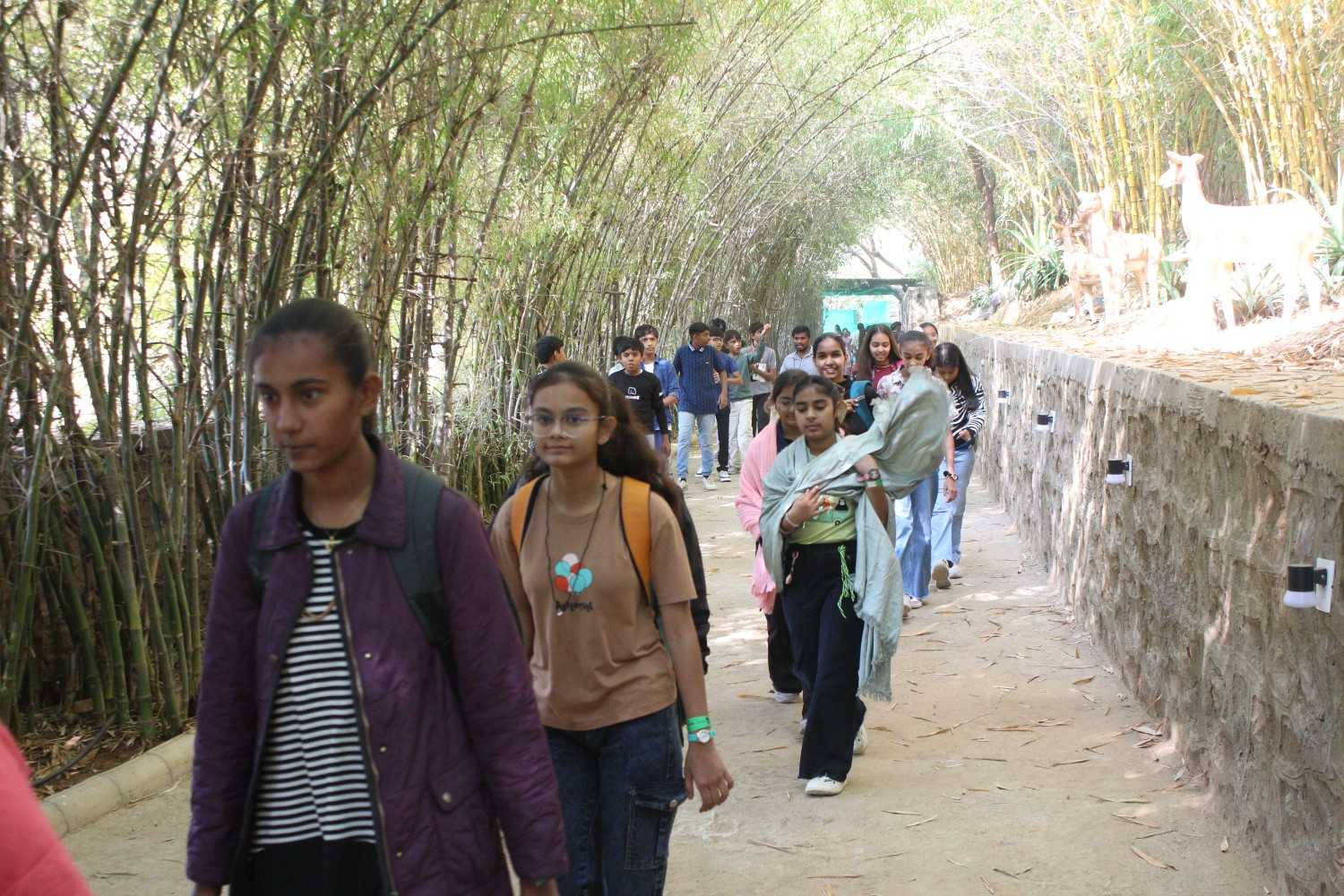 Students walking through a bamboo grove during a nature trek