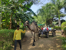 Camel cart ride attraction at the campsite