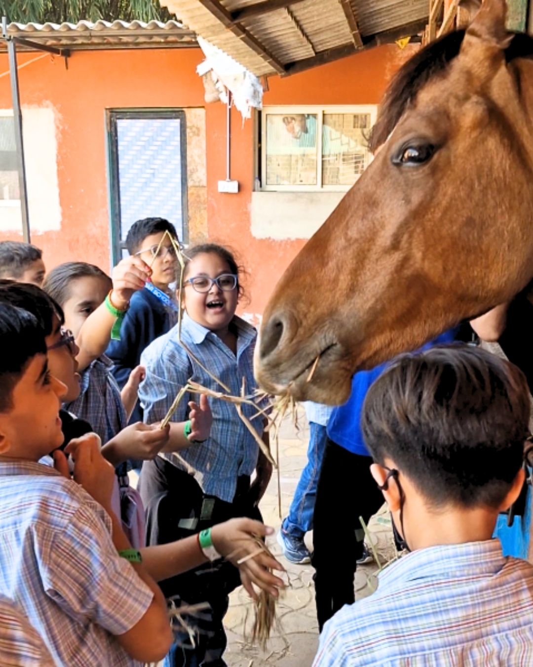 Close up of children feeding hay to a brown horse