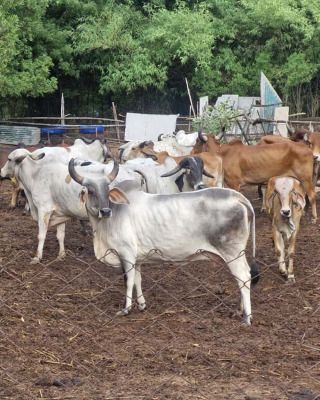 Herd of cows standing in the outdoor farm pen