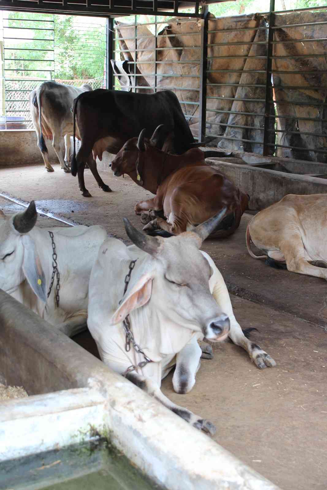 Indian breed cows resting inside the farm shelter