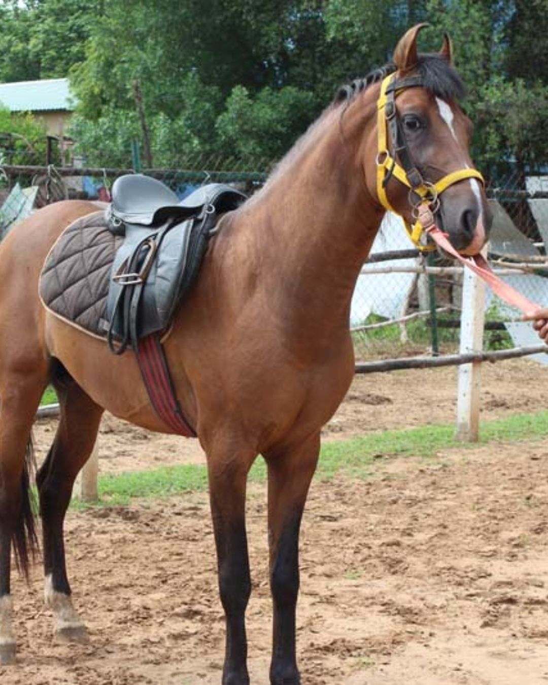 Brown horse saddled up and ready for horse riding activities