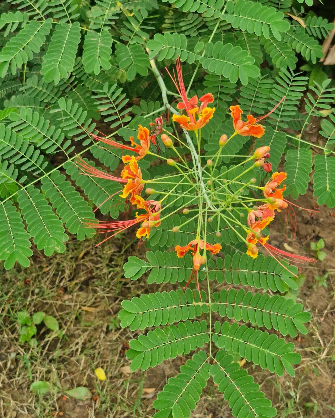 Orange Peacock Flower Caesalpinia Pulcherrima