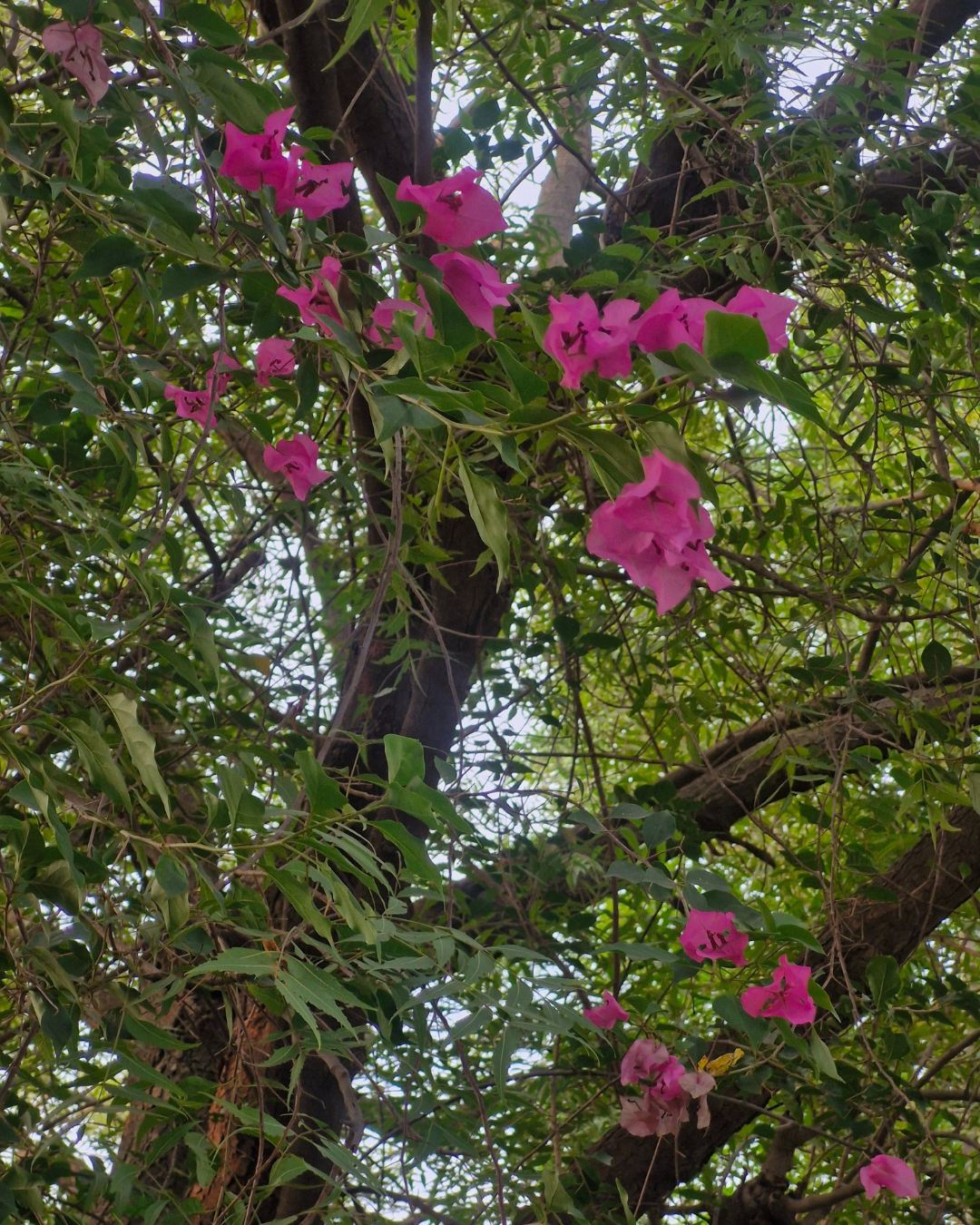 Pink Bougainvillea flowers blooming on a tree