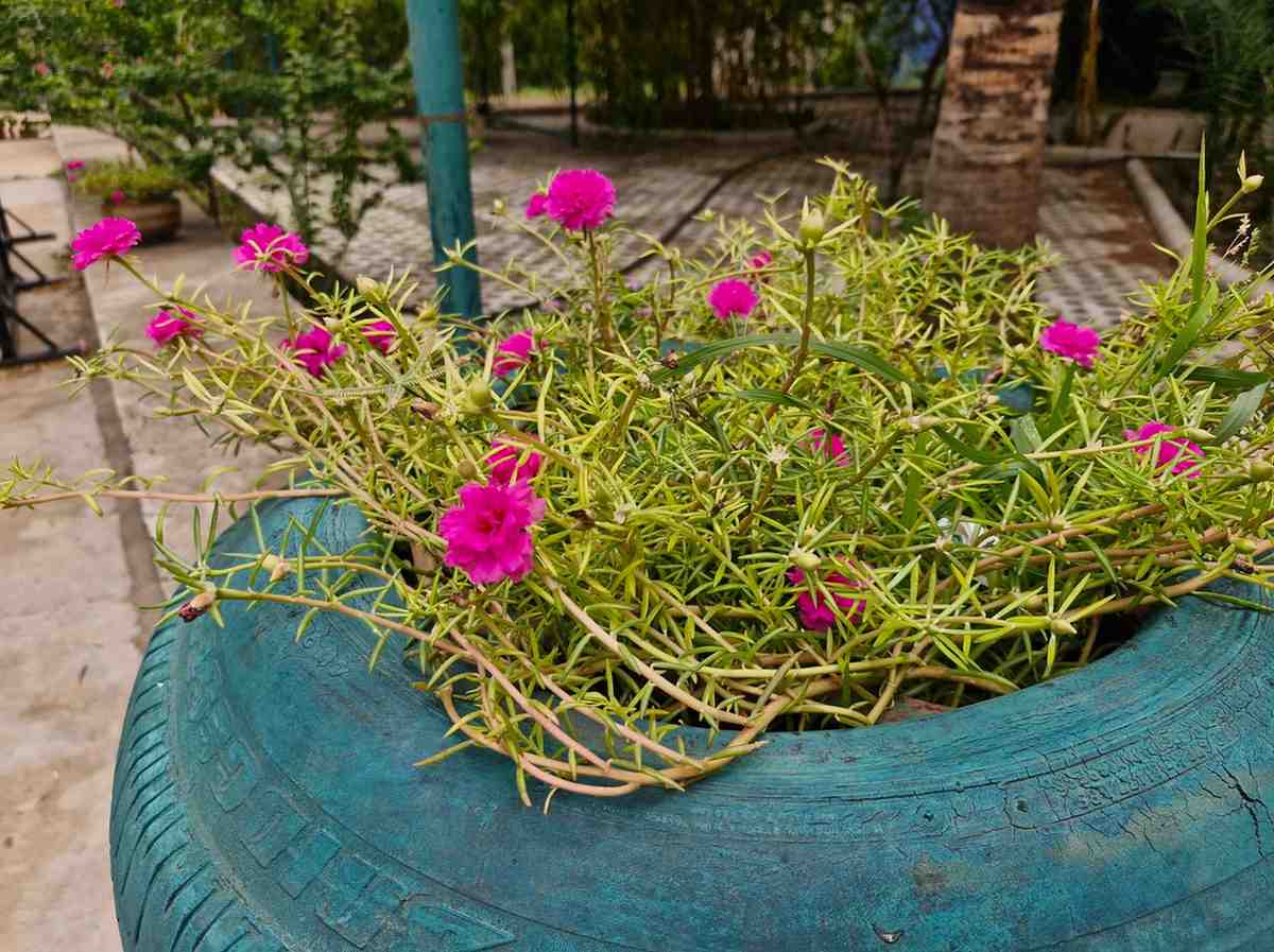 Pink Portulaca Moss Rose flowers growing in recycled tire planter