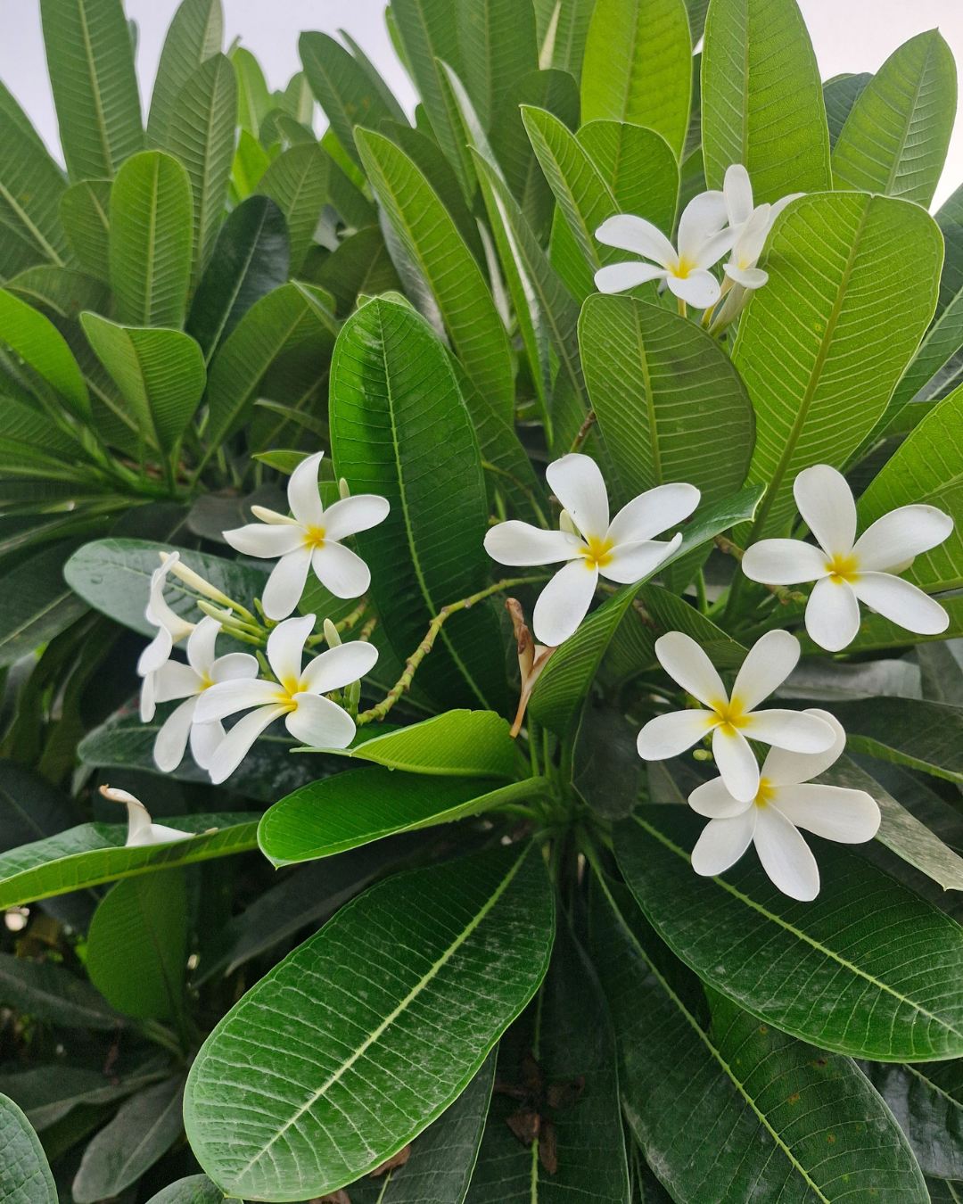 White Plumeria Champa flowers with yellow centers