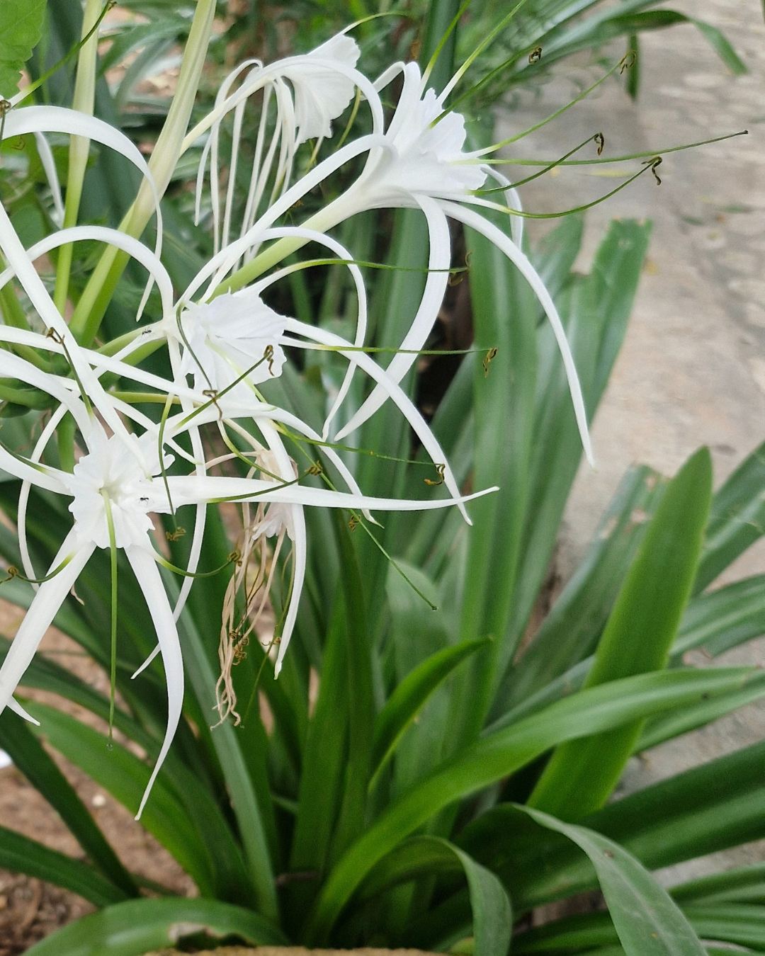 Exotic White Spider Lily Hymenocallis flower