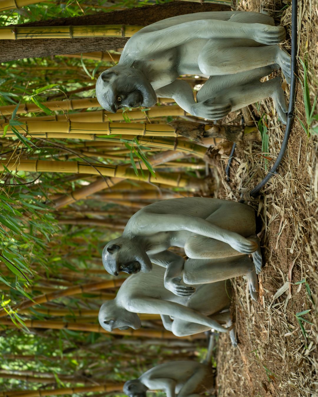 Troop of monkey statues sitting together in bamboo grove