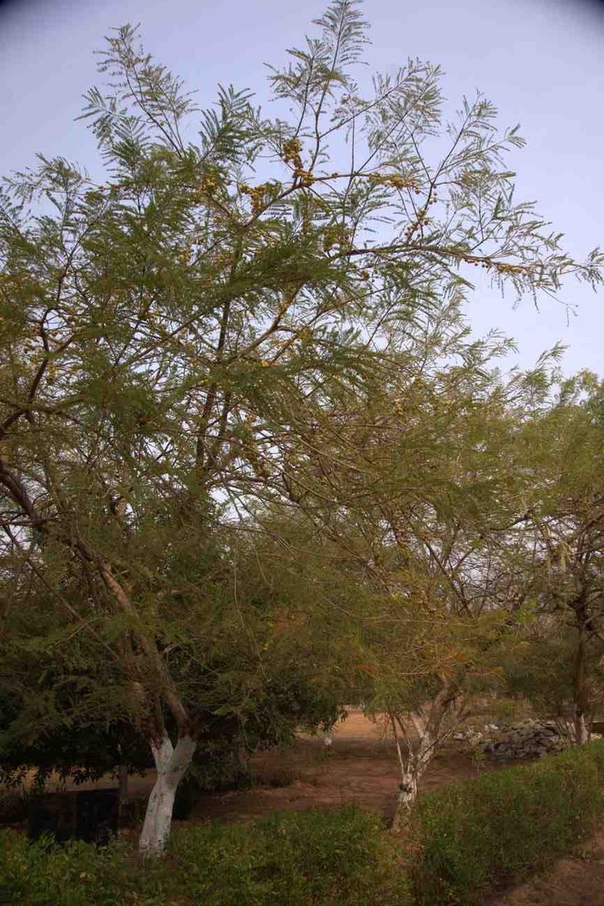 Full view of an organic Amla (Indian Gooseberry) tree at Aarati Campsite