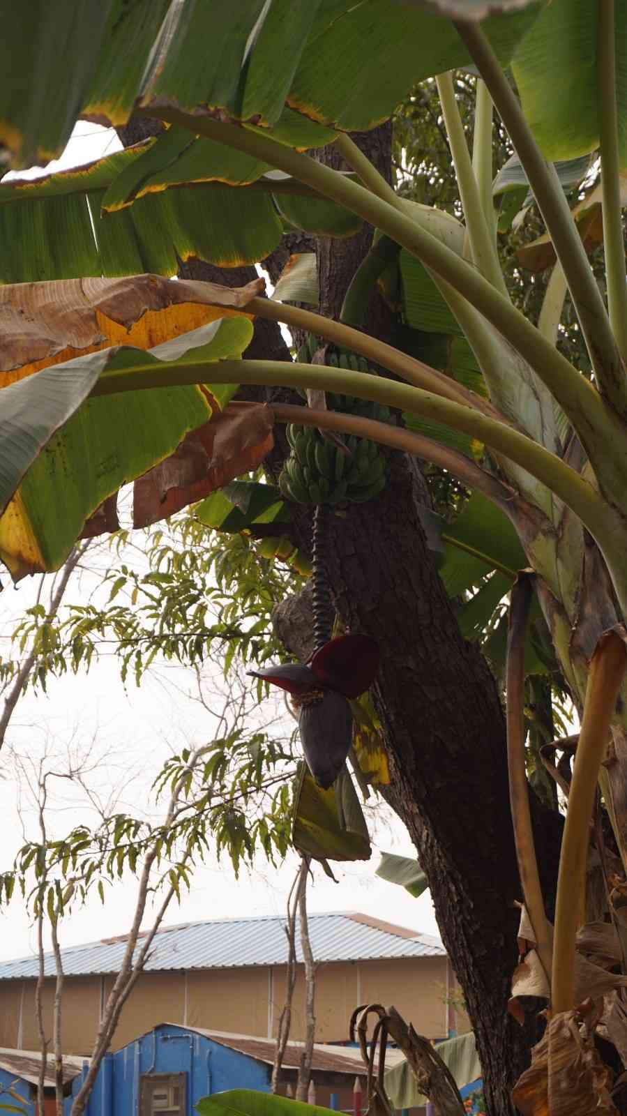 Close-up of a banana tree blossom and developing fruit bunch