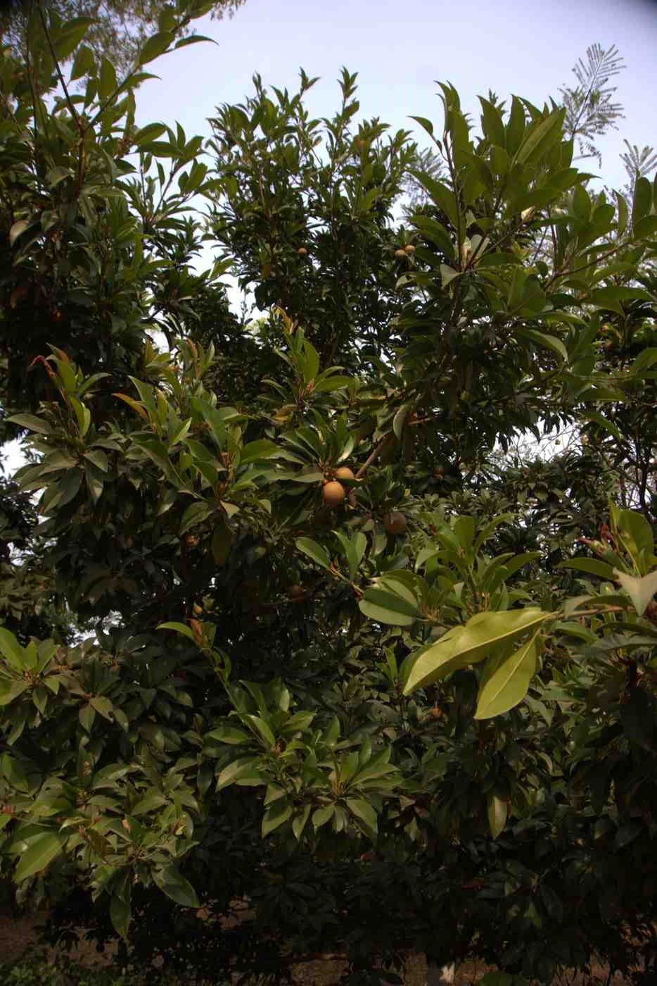 Organic Chikoo (Sapodilla) tree in the campsite orchard