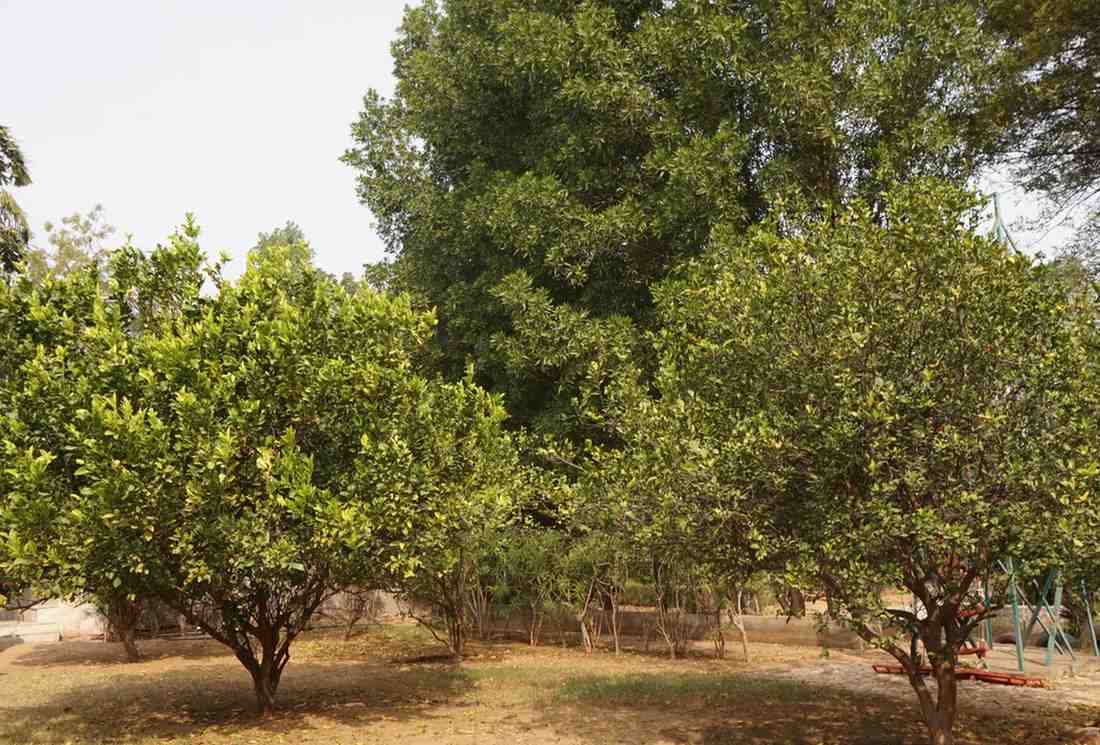 Vibrant green orchard trees in the sunlight