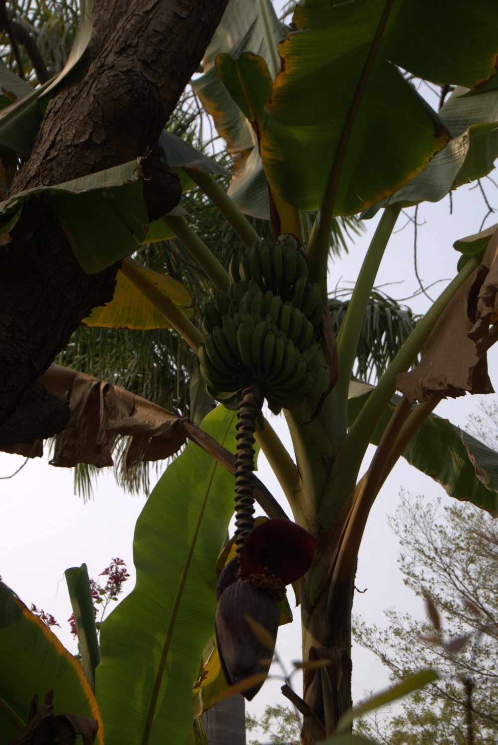 Healthy banana tree growing in the natural campsite environment