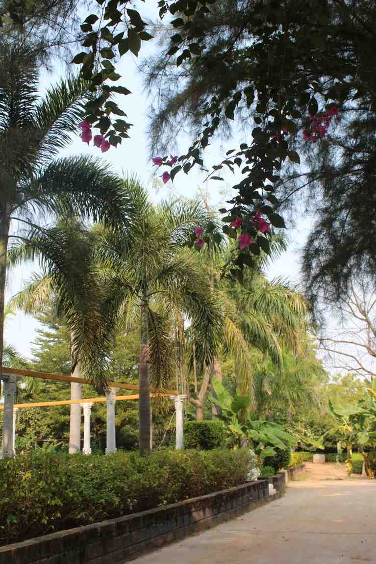 Inviting garden pathway lined with palm trees and bougainvillea flowers