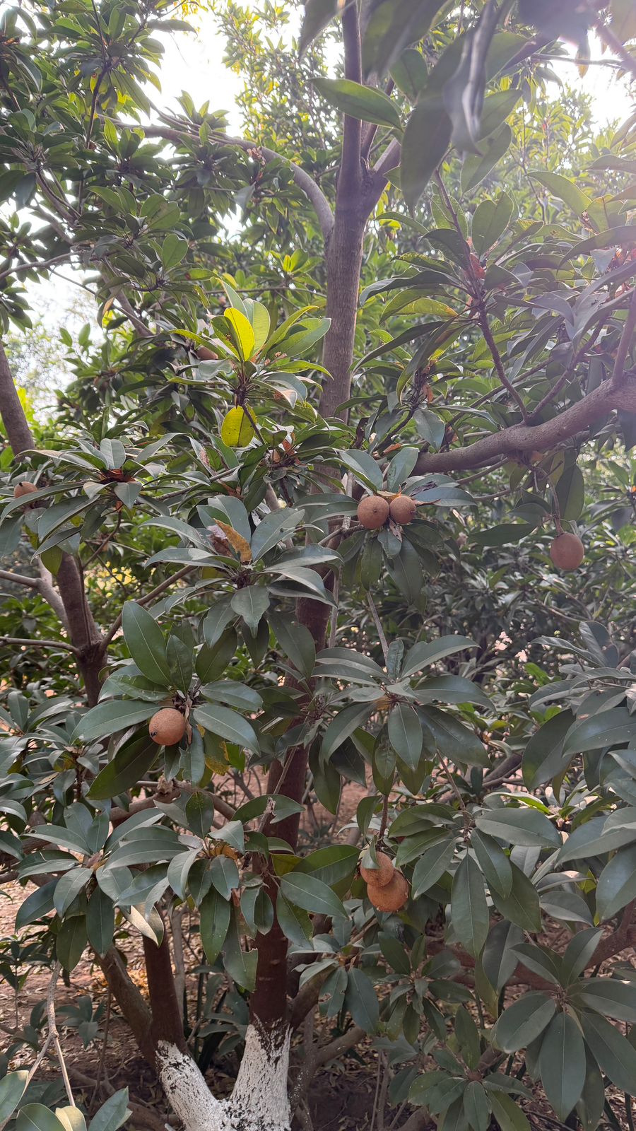 Fresh organic Chikoo fruit growing on the tree branch