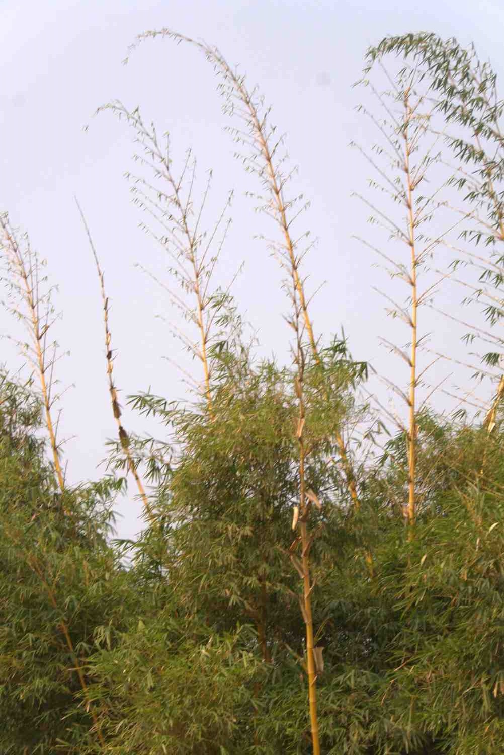 Tall green bamboo stalks reaching towards the sky