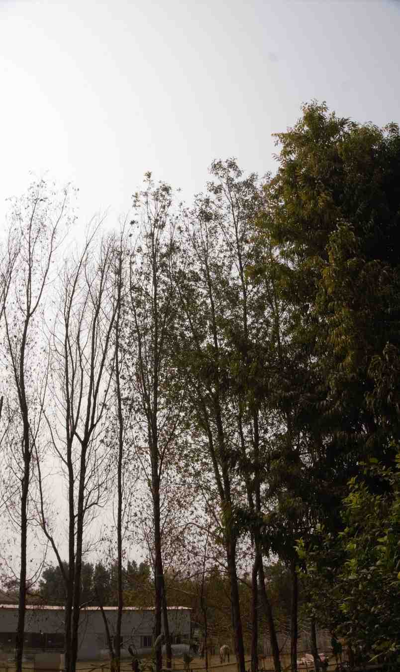 Row of tall slender trees creating a forest-like atmosphere